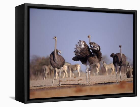 Ostrich Male and Female Courtship Behaviour (Struthio Camelus) Etosha National Park, Namibia-Tony Heald-Framed Stretched Canvas