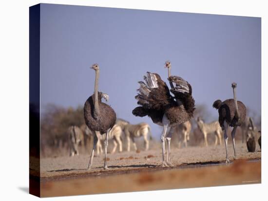 Ostrich Male and Female Courtship Behaviour (Struthio Camelus) Etosha National Park, Namibia-Tony Heald-Stretched Canvas
