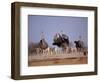 Ostrich Male and Female Courtship Behaviour (Struthio Camelus) Etosha National Park, Namibia-Tony Heald-Framed Premium Photographic Print