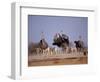 Ostrich Male and Female Courtship Behaviour (Struthio Camelus) Etosha National Park, Namibia-Tony Heald-Framed Premium Photographic Print