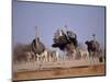 Ostrich Male and Female Courtship Behaviour (Struthio Camelus) Etosha National Park, Namibia-Tony Heald-Mounted Premium Photographic Print