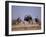 Ostrich Male and Female Courtship Behaviour (Struthio Camelus) Etosha National Park, Namibia-Tony Heald-Framed Photographic Print