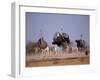 Ostrich Male and Female Courtship Behaviour (Struthio Camelus) Etosha National Park, Namibia-Tony Heald-Framed Photographic Print