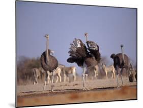 Ostrich Male and Female Courtship Behaviour (Struthio Camelus) Etosha National Park, Namibia-Tony Heald-Mounted Photographic Print