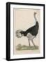 Ostrich of the Eastern Continent-null-Framed Art Print