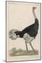 Ostrich of the Eastern Continent-null-Mounted Art Print