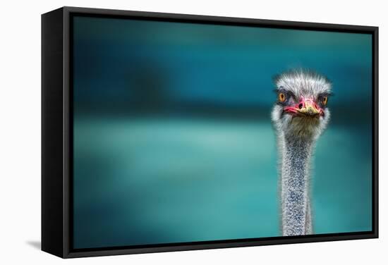 Ostrich Protecting Two Poor Chicken from the Wind-Piet Flour-Framed Stretched Canvas