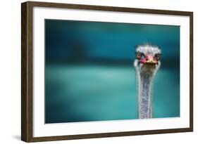 Ostrich Protecting Two Poor Chicken from the Wind-Piet Flour-Framed Photographic Print