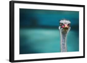 Ostrich Protecting Two Poor Chicken from the Wind-Piet Flour-Framed Photographic Print