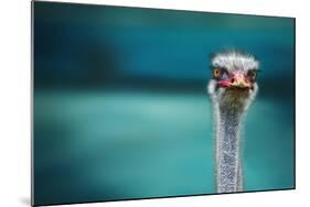 Ostrich Protecting Two Poor Chicken from the Wind-Piet Flour-Mounted Photographic Print