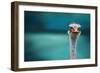 Ostrich Protecting Two Poor Chicken from the Wind-Piet Flour-Framed Photographic Print