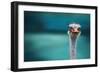 Ostrich Protecting Two Poor Chicken from the Wind-Piet Flour-Framed Photographic Print