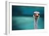 Ostrich Protecting Two Poor Chicken from the Wind-Piet Flour-Framed Photographic Print