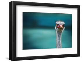 Ostrich Protecting Two Poor Chicken from the Wind-Piet Flour-Framed Photographic Print