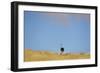 Ostrich (Struthio camelus) adult female with chicks, standing in grass, Namib Desert, Namibia-Andrew Linscott-Framed Photographic Print