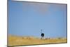 Ostrich (Struthio camelus) adult female with chicks, standing in grass, Namib Desert, Namibia-Andrew Linscott-Mounted Photographic Print