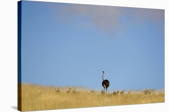 Ostrich (Struthio camelus) adult female with chicks, standing in grass, Namib Desert, Namibia-Andrew Linscott-Stretched Canvas