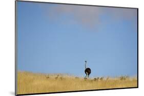 Ostrich (Struthio camelus) adult female with chicks, standing in grass, Namib Desert, Namibia-Andrew Linscott-Mounted Photographic Print