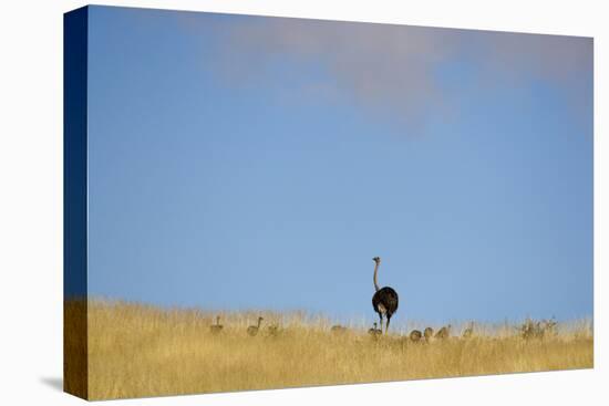 Ostrich (Struthio camelus) adult female with chicks, standing in grass, Namib Desert, Namibia-Andrew Linscott-Stretched Canvas