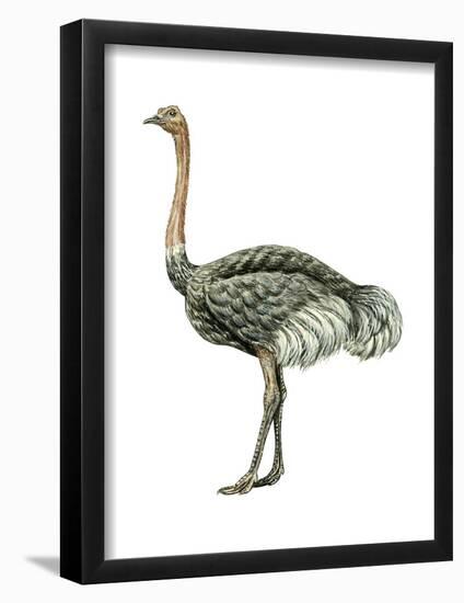 Ostrich (Struthio Camelus), Birds-Encyclopaedia Britannica-Framed Poster