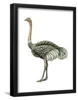 Ostrich (Struthio Camelus), Birds-Encyclopaedia Britannica-Framed Poster