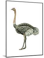 Ostrich (Struthio Camelus), Birds-Encyclopaedia Britannica-Mounted Poster