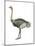 Ostrich (Struthio Camelus), Birds-Encyclopaedia Britannica-Mounted Poster