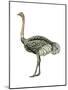 Ostrich (Struthio Camelus), Birds-Encyclopaedia Britannica-Mounted Poster