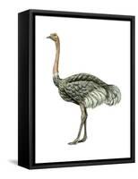 Ostrich (Struthio Camelus), Birds-Encyclopaedia Britannica-Framed Stretched Canvas