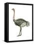 Ostrich (Struthio Camelus), Birds-Encyclopaedia Britannica-Framed Stretched Canvas