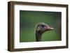 Ostrich (Struthio Camelus) Captive, Cabarceno Park, Cantabria, Spain, June-Juan Carlos Munoz-Framed Photographic Print