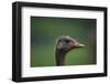 Ostrich (Struthio Camelus) Captive, Cabarceno Park, Cantabria, Spain, June-Juan Carlos Munoz-Framed Photographic Print