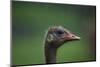 Ostrich (Struthio Camelus) Captive, Cabarceno Park, Cantabria, Spain, June-Juan Carlos Munoz-Mounted Photographic Print