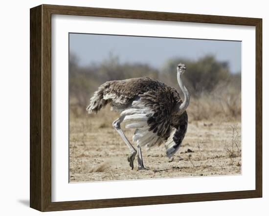 Ostrich [Struthio Camelus] Courtship Display By Female, Etosha National Park, Namibia, August-Tony Heald-Framed Photographic Print