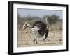 Ostrich [Struthio Camelus] Courtship Display By Female, Etosha National Park, Namibia, August-Tony Heald-Framed Photographic Print