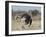 Ostrich [Struthio Camelus] Courtship Display By Female, Etosha National Park, Namibia, August-Tony Heald-Framed Photographic Print