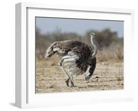 Ostrich [Struthio Camelus] Courtship Display By Female, Etosha National Park, Namibia, August-Tony Heald-Framed Photographic Print