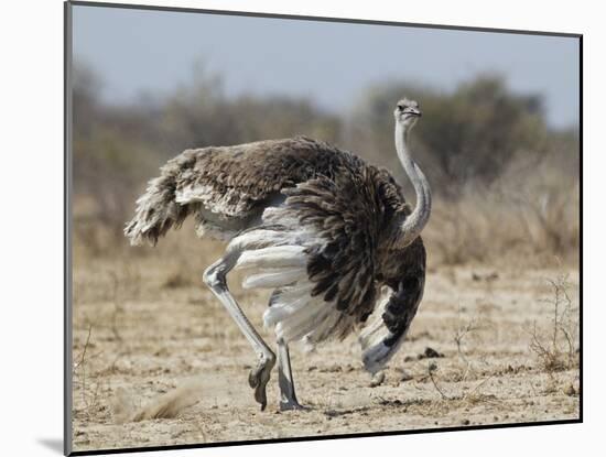 Ostrich [Struthio Camelus] Courtship Display By Female, Etosha National Park, Namibia, August-Tony Heald-Mounted Photographic Print