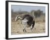 Ostrich [Struthio Camelus] Courtship Display By Female, Etosha National Park, Namibia, August-Tony Heald-Framed Photographic Print