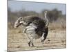 Ostrich [Struthio Camelus] Courtship Display By Female, Etosha National Park, Namibia, August-Tony Heald-Mounted Photographic Print