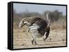 Ostrich [Struthio Camelus] Courtship Display By Female, Etosha National Park, Namibia, August-Tony Heald-Framed Stretched Canvas