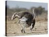 Ostrich [Struthio Camelus] Courtship Display By Female, Etosha National Park, Namibia, August-Tony Heald-Stretched Canvas