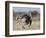 Ostrich [Struthio Camelus] Courtship Display By Female, Etosha National Park, Namibia, August-Tony Heald-Framed Photographic Print