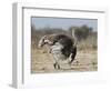 Ostrich [Struthio Camelus] Courtship Display By Female, Etosha National Park, Namibia, August-Tony Heald-Framed Photographic Print