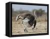 Ostrich [Struthio Camelus] Courtship Display By Female, Etosha National Park, Namibia, August-Tony Heald-Framed Stretched Canvas