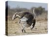 Ostrich [Struthio Camelus] Courtship Display By Female, Etosha National Park, Namibia, August-Tony Heald-Stretched Canvas