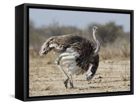 Ostrich [Struthio Camelus] Courtship Display By Female, Etosha National Park, Namibia, August-Tony Heald-Framed Stretched Canvas