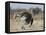 Ostrich [Struthio Camelus] Courtship Display By Female, Etosha National Park, Namibia, August-Tony Heald-Framed Stretched Canvas