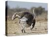 Ostrich [Struthio Camelus] Courtship Display By Female, Etosha National Park, Namibia, August-Tony Heald-Stretched Canvas