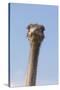 Ostrich (Struthio camelus), Kgalagadi Transfrontier Park, South Africa, Africa-Ann and Steve Toon-Stretched Canvas